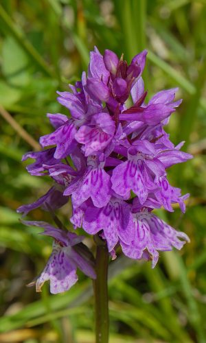 Reg. VALLE d'AOSTA Prov. Aosta 23-07-2019