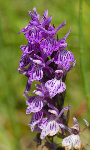 Reg. VALLE d'AOSTA Prov. Aosta 23-07-2019