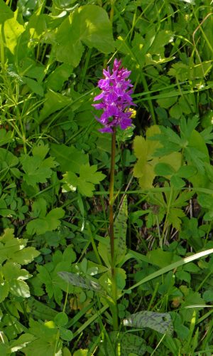 Reg. VALLE d'AOSTA Prov. Aosta 23-07-2019