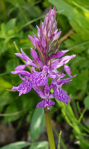 Reg. VALLE d'AOSTA Prov. Aosta 23-07-2019