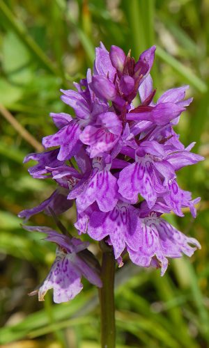 Reg. VALLE d'AOSTA Prov. Aosta 23-07-2019