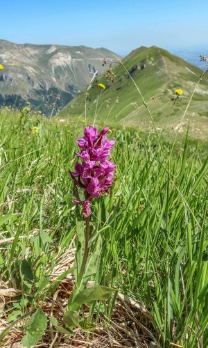 Reg. MARCHE Prov. Ascoli Piceno 19-06-2024