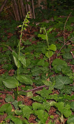 E. autumnalis e E. helleborine a confronto Biotopo Reg. VENETO Prov. Vicenza 04-08-2009