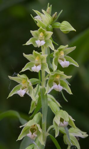 Reg. VENETO Prov. Verona 20-06-2020