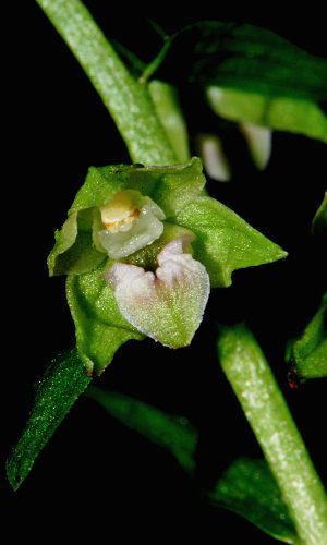 Reg. VENETO Prov. Treviso 20-07-2008