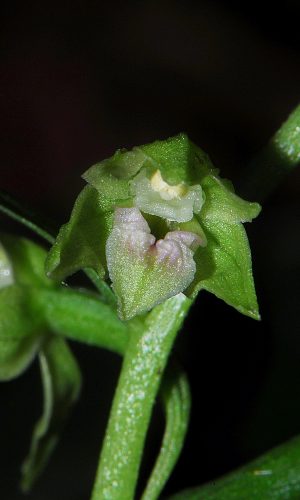 Reg. VENETO Prov. Treviso 20-07-2008