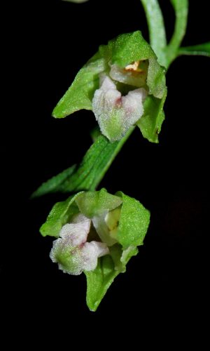 Reg. VENETO Prov. Treviso 20-07-2008