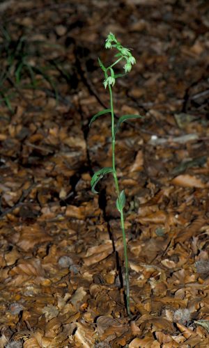 Reg. VENETO Prov. Treviso 20-07-2008