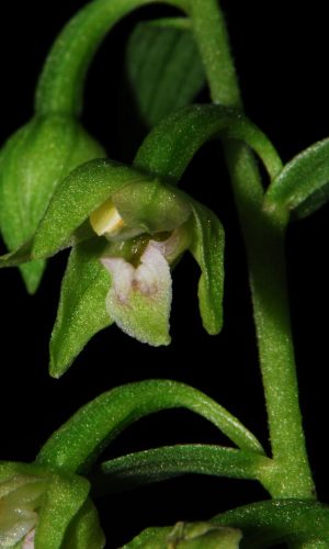 Reg. VENETO Prov. Treviso 20-07-2008