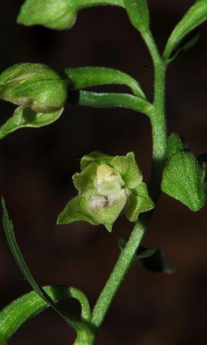 Reg. VENETO Prov. Treviso 31-07-2008