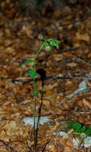 Reg. VENETO Prov. Treviso 31-07-2008