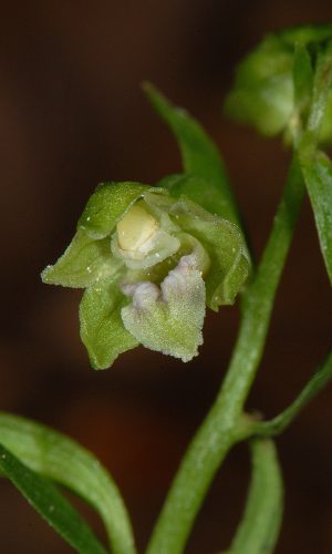 Reg. VENETO Prov. Treviso 07-08-2020