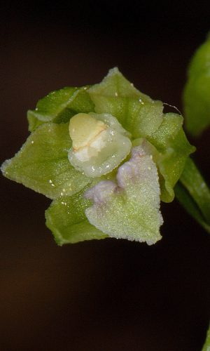 Reg. VENETO Prov. Treviso 07-08-2020