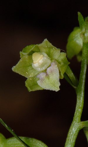 Reg. VENETO Prov. Treviso 07-08-2020