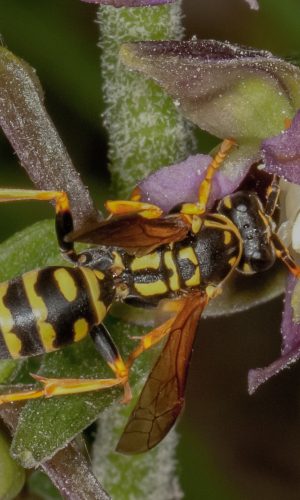 Reg. MARCHE Prov. Pesaro e Urbino 07-07-2012