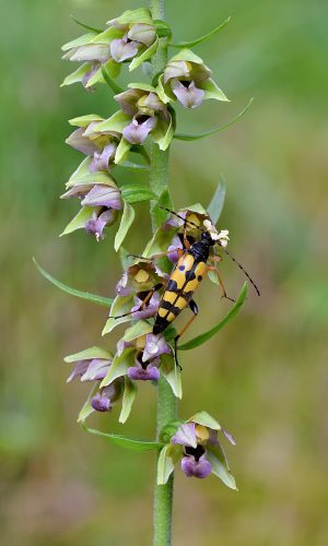 Reg. LOMBARDIA Prov. Brescia 02-08-2023