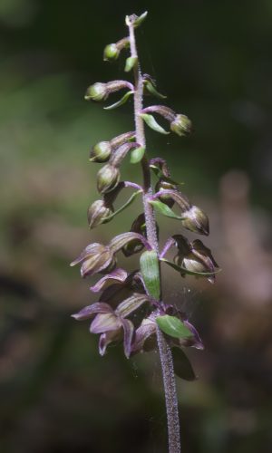 Reg. BASILICATA Prov. Potenza 12-07-2020