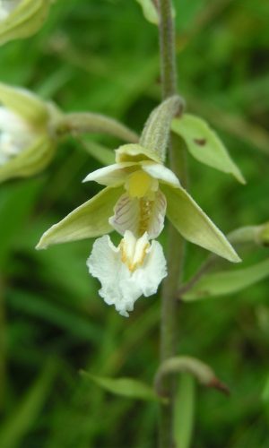 Esemplare albiflora Reg. LIGURIA Prov. Imperia 03-07-2007