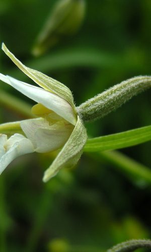 Esemplare albiflora Reg. LIGURIA Prov. Imperia 06-06-2010