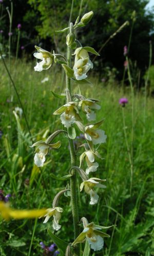 Esemplare albiflora Reg. LIGURIA Prov. Imperia 06-07-2010