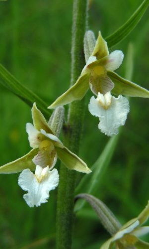 Esemplare albiflora Reg. LIGURIA Prov. Imperia 06-07-2010