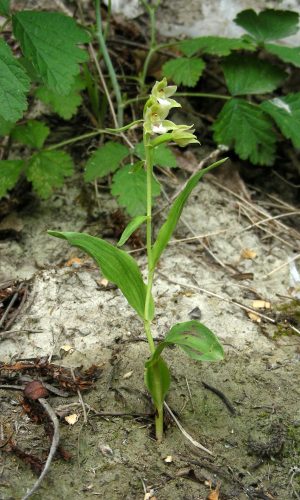 Reg. LIGURIA Prov. Imperia 29-06-2010