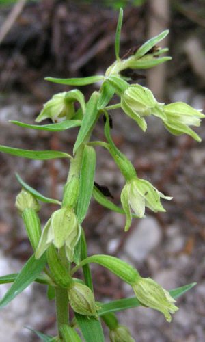 Reg. LIGURIA Prov. Imperia 29-06-2010