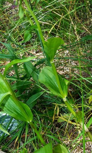 Particolare delle foglie Reg. VALLE d'AOSTA Prov. Aosta 24-07-2019