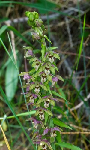 Reg. VALLE d'AOSTA Prov. Aosta 24-07-2019