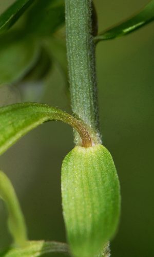 Péarticolare del pedicello Reg. VALLE d'AOSTA Prov. Aosta 24-07-2019