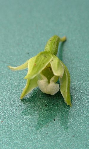 Particolare del fiore Reg. LIGURIA Prov. Imperia 29-06-2010