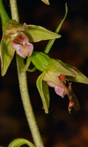 Reg. PUGLIA Prov. Foggia 02-08-2013