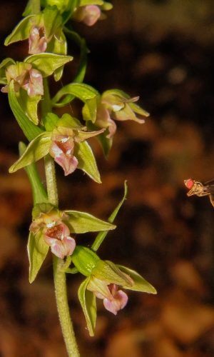 Reg. PUGLIA Prov. Foggia 02-08-2013