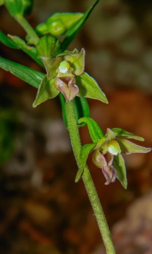 Reg. PUGLIA Prov. Foggia 02-08-2013