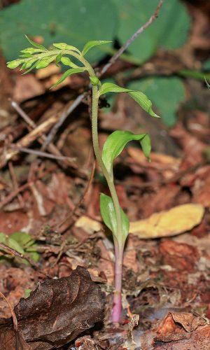 In boccio Reg. FRIULI-VENEZIA GIULIA Prov. Pordenone 27-07-2015