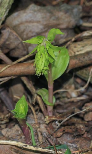 Piante ad inizio sviluppo Reg. FRIULI-VENEZIA GIULIA Prov. Pordenone 05-08-2015