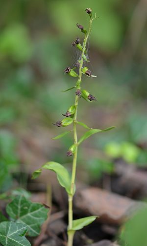 In frutto Reg. FRIULI-VENEZIA GIULIA Prov. Pordenone 21-08-2015