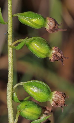 Frutti Reg. FRIULI-VENEZIA GIULIA Prov. Pordenone 21-08-2015