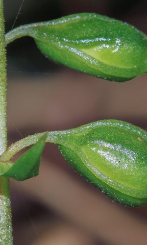 Frutti Reg. FRIULI-VENEZIA GIULIA Prov. Pordenone 21-08-2015