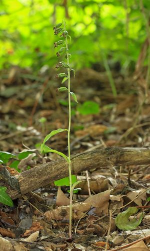 In frutto Reg. FRIULI-VENEZIA GIULIA Prov. Pordenone 09-09-2015