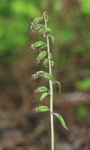In frutto In frutto Reg. FRIULI-VENEZIA GIULIA Prov. Pordenone 09-09-2015