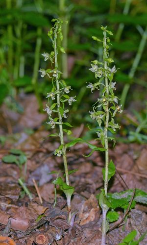 Reg. FRIULI-VENEZIA GIULIA Prov. Pordenone 10-09-2015