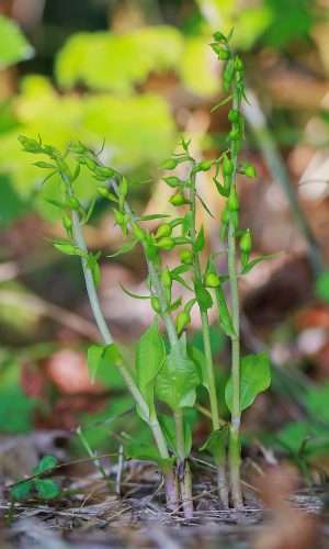 In boccio Reg. FRIULI-VENEZIA GIULIA Prov. Pordenone 04-08-2016