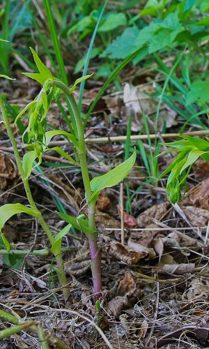 Piante ad inizio sviluppo Reg. FRIULI-VENEZIA GIULIA Prov. Pordenone 13-07-2017