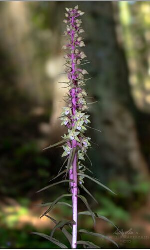 E.purpurata f. rosea M.Antonetti 3.8.2019 App.pistoiese