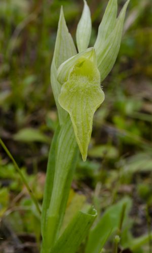 Esemplare albiflora Reg. SICILIA Prov. Ragusa 02-04-2016
