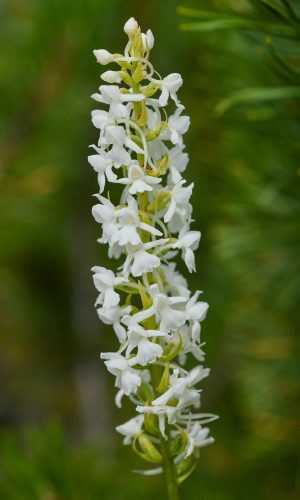 Esemplare albiflora Reg. TRENTINO-ALTO ADIGE Prov. Bolzano 28-07-2018