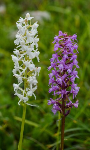 Esemplare albiflora a fianco ad uno di colorazione normale Reg. TRENTINO-ALTO ADIGE Prov. Bolzano 28-07-2018