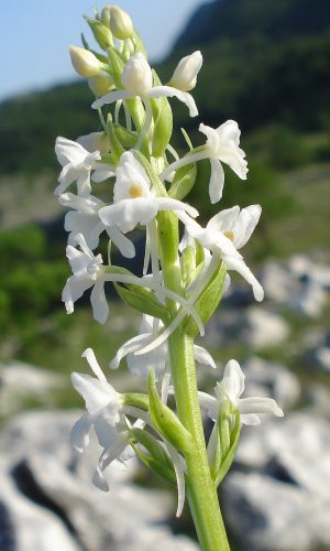 Esemplare albiflora Reg. CAMPANIA Prov. Salerno 03-06-2012