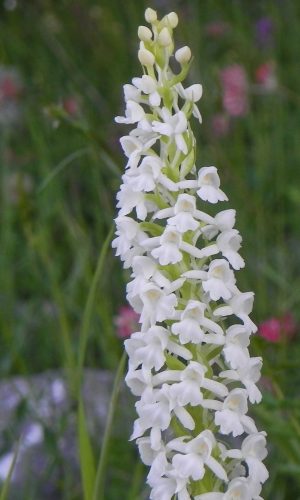 Esemplare albiflora Reg. CAMPANIA Prov. Salerno 04-06-2012